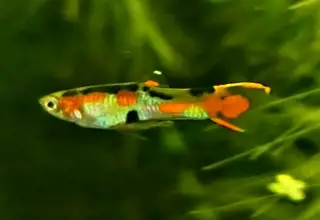 Pure Cumana Flametail Endler (2 Pair) 