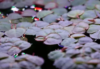 Red Root Floaters- Phylanthus Fluitans Live Floating Aquarium Plants