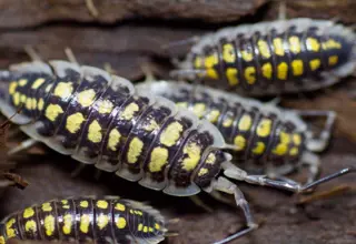10 Yellow Spotted Isopods