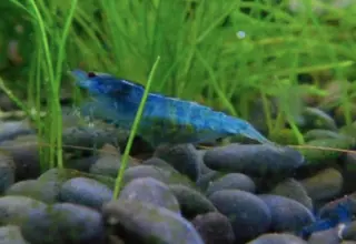 5 (+1) Blue Dream Neocaridina Shrimp 