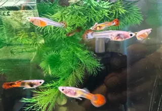 Glass Belly Sunset/mosaic Guppies, 15+ Fry Pack Logo
