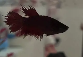 Crown Tail Betta, Betta Splendens, Full Red Female With Blue Accents