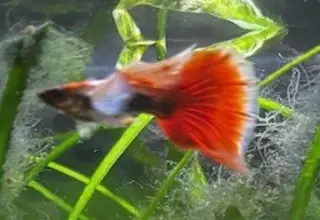 Santa Clause Guppies   Pair