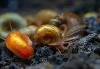 Ramshorn Snails Logo