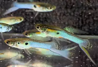 Pk Endlers Japan Winter Sky Guppy Pair Mf