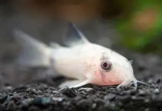 (7) Albino Panda Corydoras Logo