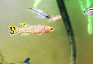 Homebred Gold Gardneri Killifish Pair