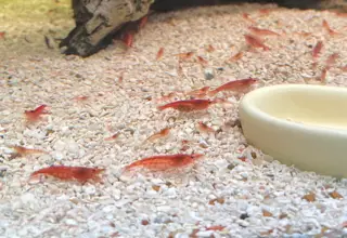 Cherry Shrimp, Neocaridina davidi Logo