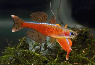 (5) Red Neon Blue Eye Rainbowfish