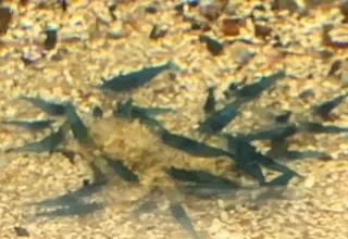 Blue Dream Shrimp  6