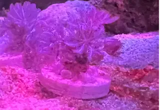 Pulsing Xenia Small Frags