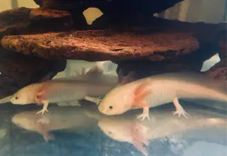 Leucistic Axolotls (5 - 6 Inches) Logo