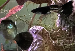Breeding Pair Of Home Bred Black Metal Cobra Guppies + 4 Fry - Free Shipping Logo