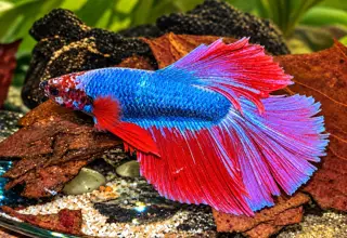 Male Rosetail Betta Logo