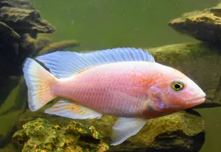 1-2" Unsexed Pink Flash Cichlid Sciaenochromis Sp.