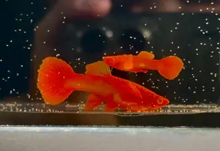 Rare- 1 Pair - Super Red Koi - Super High Quality Guppies