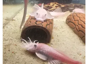 Snow White Bristlenose Pleco (Ancistrus Cirrhosus) 1.5-2 Inches