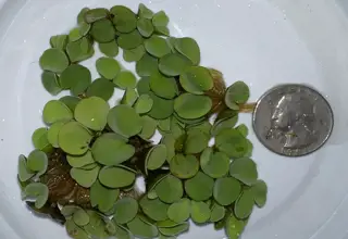Asian Watermoss, Salvinia Cullata