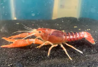 Tri - Color Ghost Crayfish Clarkii One Female