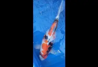 20" Imported Gin Rin Sanke, Koi, Live Freshwater Fish Logo