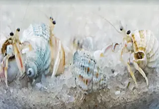 10+ Live Small Saltwater White-legged Hermit Crabs Aquariums Natural Scavengers