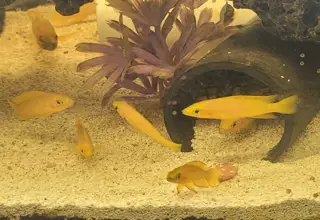 Leleupi Lemon Cichlids