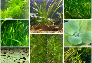 Plant Pack(25vallisneria-15anacharis-15hornwort-red Root Floaters-water Lettuce)