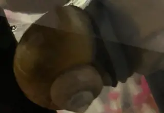 Mystay Snail, Mystayera Lumina, Vibrant Aquarium Snail Logo