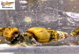 Pk Endlers Malaysian Trumpet Snails 3 Pack