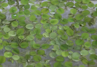 Water Spangles, Salvinia Minima, Floating Aquatic Plant