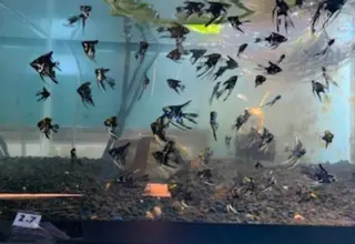 Assorted angel fish   nice nickel size    bag of 6 fish    (plus an extra) Logo