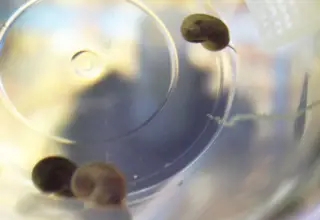 5+1 Ramshorn Snails, Shipped Via Usps Priority Mail Logo