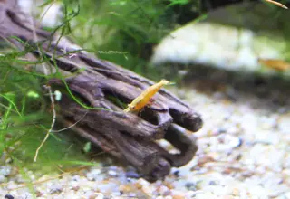 10+(1 Free) Sunkist Orange Shrimp Logo