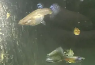 Turquesa Guppies     Bag Of At Least 6 Fry Logo
