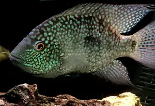 Large Green Texas Cichlid