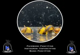 (10) Horned Nerite Snails