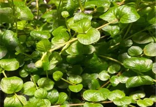 Creeping Jenny(5 Stems) Logo
