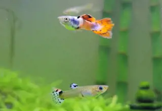 Red Mosaic Dumbo Guppies, Poecilia Reticulata, M/f/f Pair