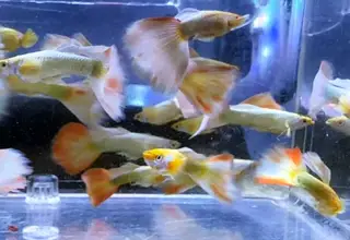 Full Gold Guppies - Pretty Males with Extra Color Logo