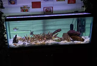 55 Gallon Rectangle Tank With Solid Wood Stand Logo