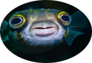 NumberOneFisher