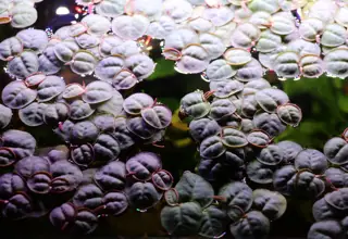 Red Root Floaters, Phyllanthus Fluitans, 1 Quart Bag, Floating Aquarium Plants