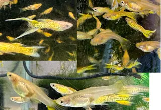 Cobra Gold Lace Double Sword Guppies - Pairs