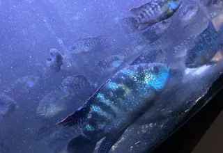 Jack Dempsey African Cichlids Logo