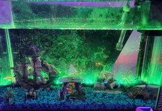 Multicolored Fish Tank With Pleco Logo