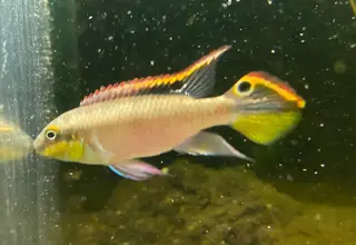 F2 Kribensis Cichlids, Young Pair (1M / 1F) Logo