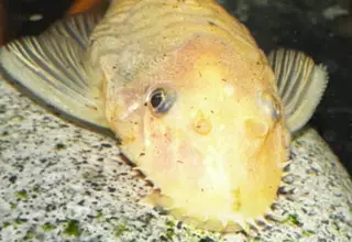 Blue Eyed Lemon Bristlenose Plecos