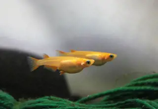 6 - 1 Inch Orange Medaka Ricefish (Homebred)
