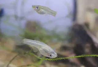 3+(1 For Do A) Rainbow Endlers, (They Will Gain Color In A Few Weeks.)