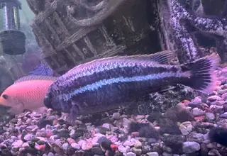 10 African Cichlids For Sale - Beautiful Variety, 3 To 6 Inches Logo
